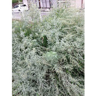植物を活用した新規素材の研究開発のイメージ画像